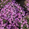 Kissenaster Heinz Richard - Aster Dumosus -Gartengrünpflanzen Geschäft Aster dumosus Heinz Richard