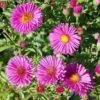 Kissenaster Jenny - Aster Dumosus -Gartengrünpflanzen Geschäft Aster dumosus Jenny