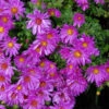 Kissenaster Kassel - Aster Dumosus