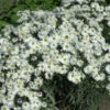 Kissenaster Kristina - Aster Dumosus