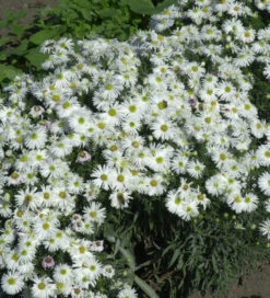 Kissenaster Kristina - Aster Dumosus