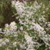 Myrtenaster Herbstmyrthe - Aster Ericoides -Gartengrünpflanzen Geschäft Aster ericoides Herbstmyrthe