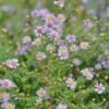 Myrtenaster Lovely - Aster Alpinus -Gartengrünpflanzen Geschäft Aster ericoidesLovely