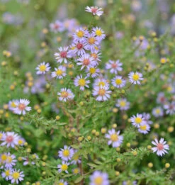 Myrtenaster Lovely - Aster Alpinus
