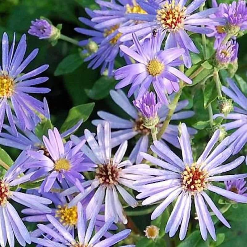 Herzblatt Aster Twilight - Aster Herveyi 3 Herzblatt Aster Twilight - Aster Herveyi