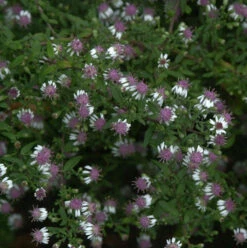 Waagerechte Herbst Aster - Aster Lateriflorus
