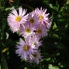 Rauhblattaster Fellowship - Aster Novae Angliae 1 Rauhblattaster Fellowship - Aster Novae Angliae -Gartengrünpflanzen Geschäft Aster novae angliae Fellowship