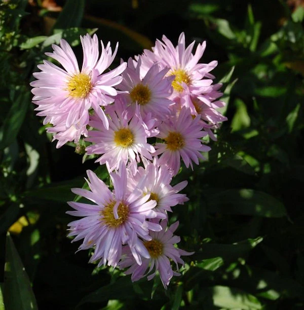 Rauhblattaster Fellowship - Aster Novae Angliae 3 Rauhblattaster Fellowship - Aster Novae Angliae