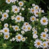 Rauhblattaster Herbstschnee - Aster Novae Angliae