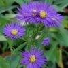 Rauhblattaster Sailor Boy - Aster Novae Angliae -Gartengrünpflanzen Geschäft Aster novae angliae Sailor Boy