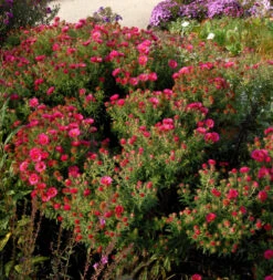 Rauhblattaster Winston Churchill - Aster Novae Angliae