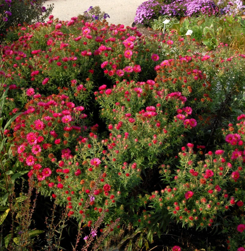 Rauhblattaster Winston Churchill - Aster Novae Angliae 3 Rauhblattaster Winston Churchill - Aster Novae Angliae