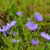 Rauhblattaster Blütenmeer - Aster Novae Angliae -Gartengrünpflanzen Geschäft Aster novae angliaeBltenmeer