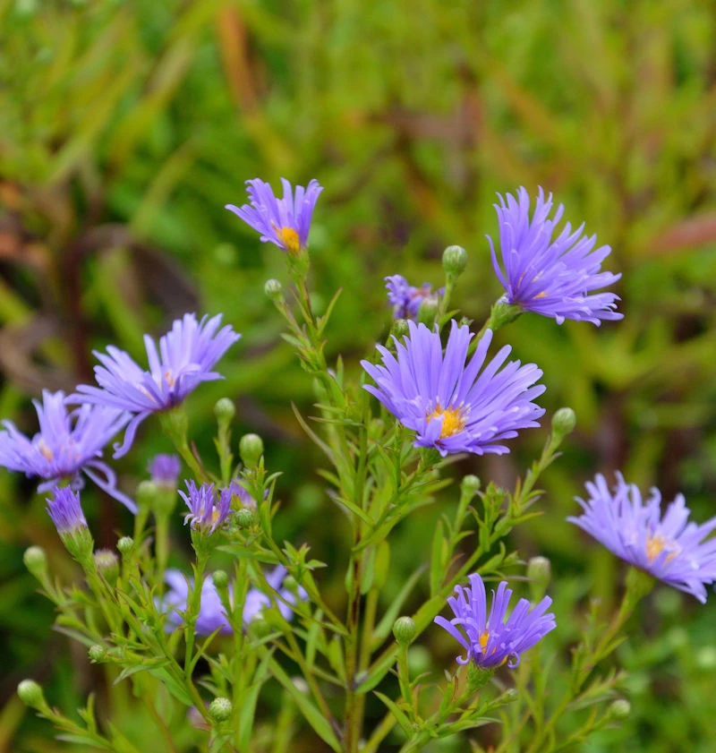 Rauhblattaster Blütenmeer - Aster Novae Angliae 3 Rauhblattaster Blütenmeer - Aster Novae Angliae
