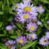 Glattblattaster Dauerblau - Aster Novi Belgii -Gartengrünpflanzen Geschäft Aster novi belgii Dauerblau