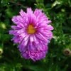 Glattblattaster Patricia Ballard - Aster Novi Belgii