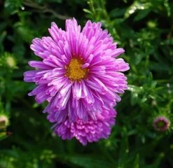 Glattblattaster Patricia Ballard - Aster Novi Belgii