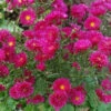 Glattblattaster Royal Ruby - Aster Novi Belgii 1 Glattblattaster Royal Ruby - Aster Novi Belgii -Gartengrünpflanzen Geschäft Aster novi belgii Royal Ruby