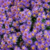Glattblattaster Schöne Von Dietlikon - Aster Novi Belgii -Gartengrünpflanzen Geschäft Aster novi belgii Schoene von Dietlikon