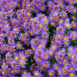 Glattblattaster Schöne Von Dietlikon - Aster Novi Belgii