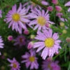 Myrtenaster Pink Star - Aster Pringlei 1 Myrtenaster Pink Star - Aster Pringlei -Gartengrünpflanzen Geschäft Aster pringlei Pink Star