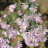 Myrtenaster Rosalind - Aster Pringlei -Gartengrünpflanzen Geschäft Aster pringlei Rosalind