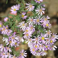 Myrtenaster Rosalind - Aster Pringlei