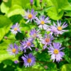 Raspel Aster August Sky - Aster Radula 1 Raspel Aster August Sky - Aster Radula -Gartengrünpflanzen Geschäft Aster radula August Sky