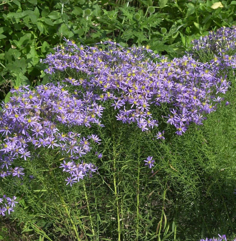 Niedrige Ödlandaster - Aster Sedifolius Nanus 3 Niedrige Ödlandaster - Aster Sedifolius Nanus