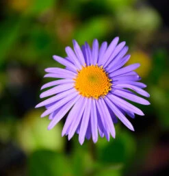 Frühsommeraster Napsbury - Aster Tongolensis