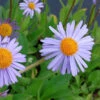 Frühsommeraster Wartburgstern - Aster Tongolensis -Gartengrünpflanzen Geschäft Aster tongolensis Wartburgstern