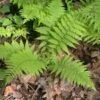 Wald Frauenfarn - Großer Topf - Athyrium Filix Femina -Gartengrünpflanzen Geschäft Athyrium filix femina BLWS030603