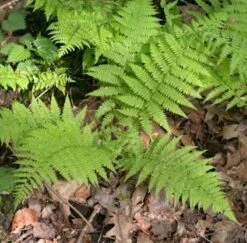 Wald Frauenfarn - Großer Topf - Athyrium Filix Femina
