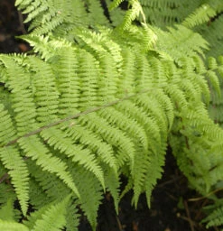 Frauenfarn Lady In Red - Athyrium Filix Femina