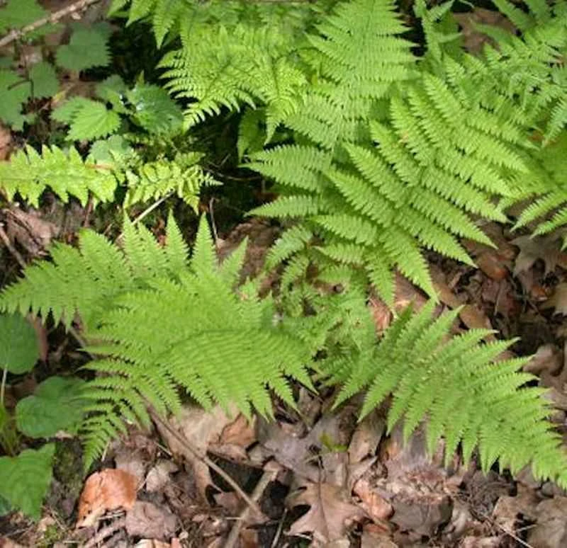 Frauenfarn Rotstiel - Athyrium Filix Femina 3 Frauenfarn Rotstiel - Athyrium Filix Femina