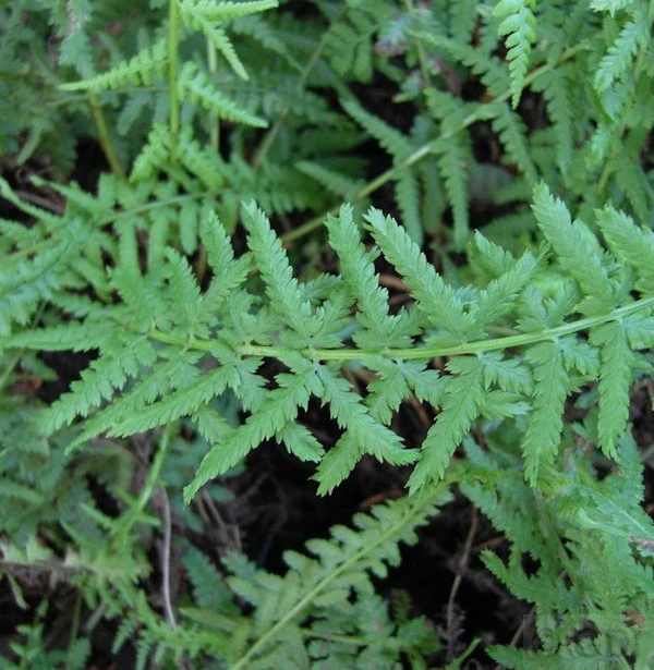 Frauenfarn Victoriae - Athyrium Filix Femina 3 Frauenfarn Victoriae - Athyrium Filix Femina