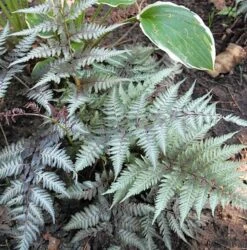 Regenbogenfarn Metallicum - Athyrium Niponicum
