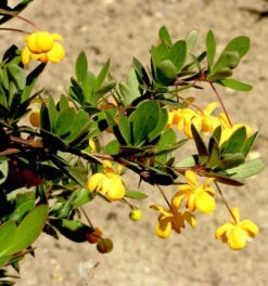 Grüner Polster Berberitze 25-30cm - Berberis Buxifolia Nana