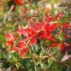 Immergrüne Kissenberberitze 25-30cm - Berberis Candidula -Gartengrünpflanzen Geschäft Berberis candidula