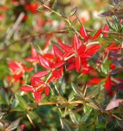 Immergrüne Kissenberberitze 25-30cm - Berberis Candidula