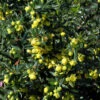Immergrüne Kissenberberitze Jytte 30-40cm - Berberis Candidula 2 Immergrüne Kissenberberitze Jytte 30-40cm - Berberis Candidula -Gartengrünpflanzen Geschäft Berberis candidulaJytte