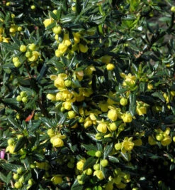 Immergrüne Kissenberberitze Jytte 30-40cm - Berberis Candidula