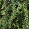 Kugelberberitze Amstelveen 30-40cm - Berberis Frikartii 1 Kugelberberitze Amstelveen 30-40cm - Berberis Frikartii -Gartengrünpflanzen Geschäft Berberis frikartiiAmstelveen