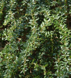 Kugelberberitze Amstelveen 20-25cm - Berberis Frikartii
