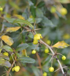 Immergrüne Lanzenberberitze Klugowski 40-50cm - Berberis Gagnepainii Klugowski