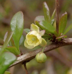 Beberitze Parkjuweel 30-40cm - Berberis Media