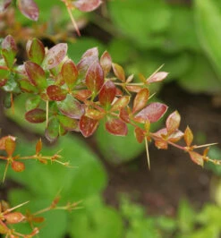 Beberitze Red Jewel 30-40cm - Berberis Media