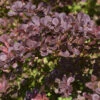 Rote Heckenbeberitze 80-100cm - Berberis Thunbergii Atropurpurea -Gartengrünpflanzen Geschäft Berberis thunbergii Atropurpurea