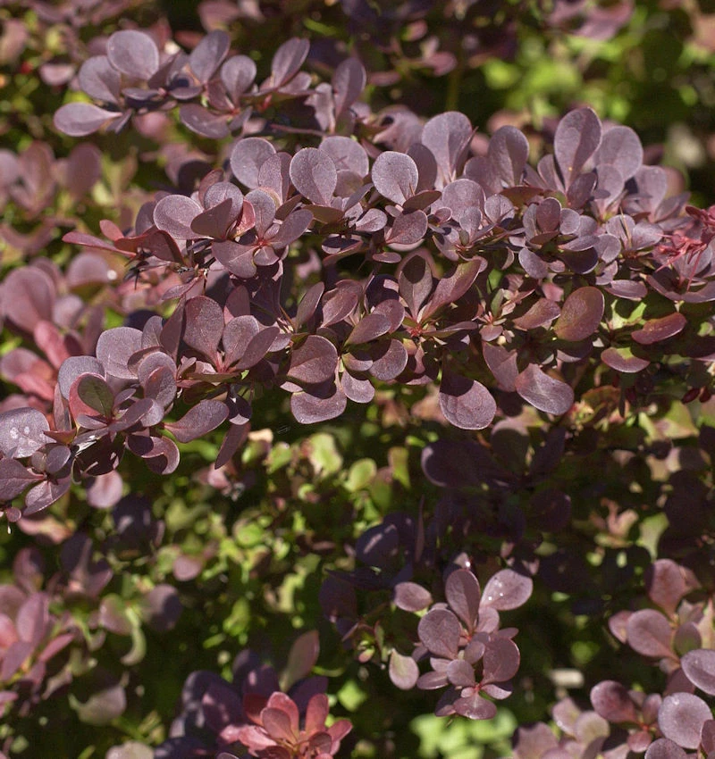 Rote Heckenbeberitze 80-100cm - Berberis Thunbergii Atropurpurea 3 Rote Heckenbeberitze 80-100cm - Berberis Thunbergii Atropurpurea