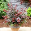 Kleine Blutbeberitze 25-30cm - Berberis Thunbergii Atropurpurea Nana -Gartengrünpflanzen Geschäft Berberis thunbergii AtropurpureaNana
